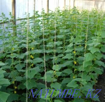 Жылыжай жалға беріледі  Атырау - изображение 1