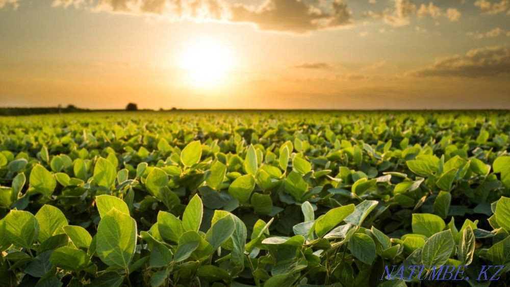 Сдам в аренду земельный участок  - изображение 5