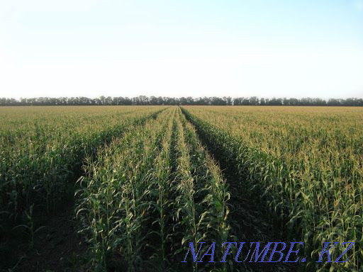 Сдам в аренду земельный участок  - изображение 3