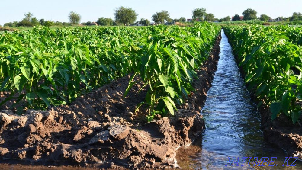 Сдам в аренду земельный участок  - изображение 1