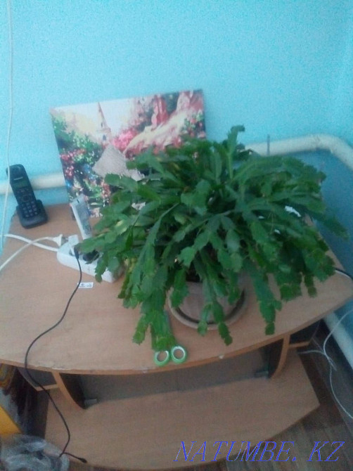 Rent a cottage for the summer  - photo 1