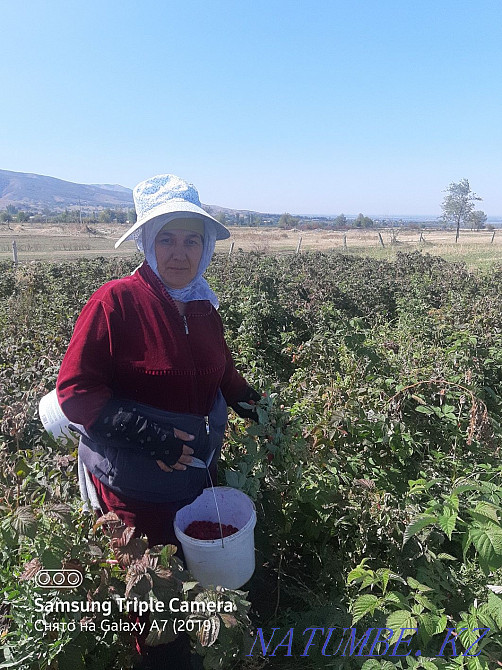 Алаңды жалға алу.  - изображение 5