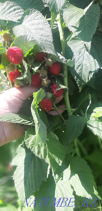 Алаңды жалға алу.  - изображение 1