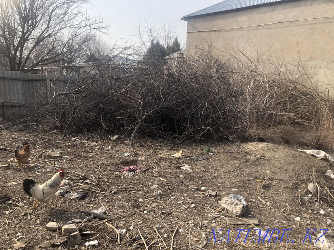 Land for rent center 1000 small things Shymkent - photo 4