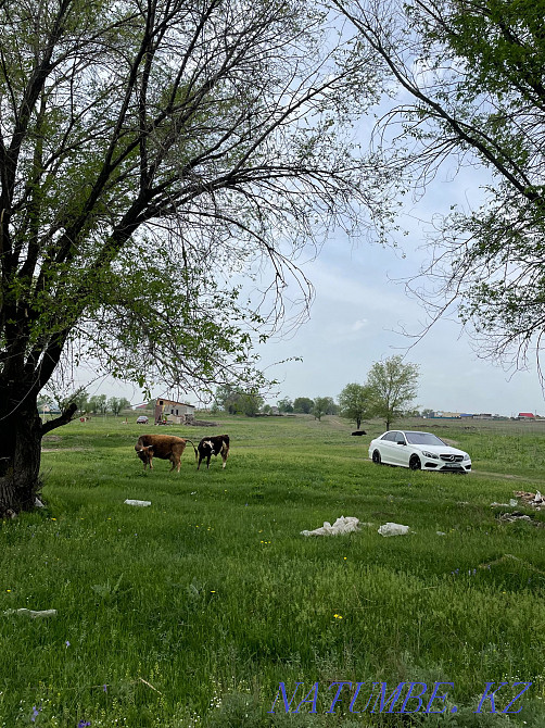 Земля участок К/Х 3га  - изображение 1