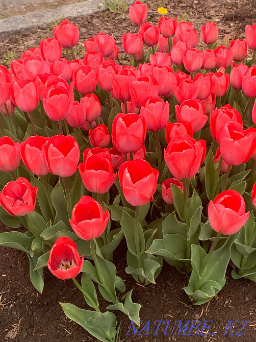 Plot of land in the center Astana - photo 2