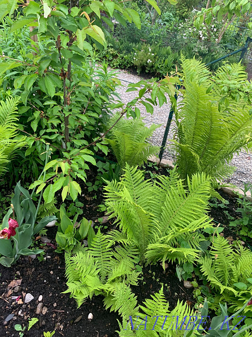 Plot of land in the center Astana - photo 6