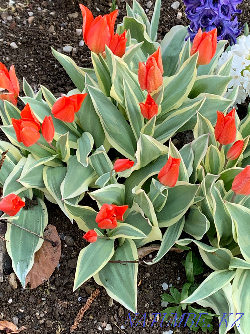 Plot of land in the center Astana - photo 7