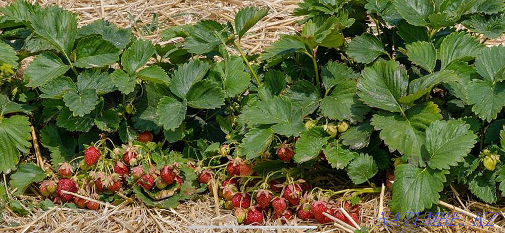 Plot of land in the center Astana - photo 1