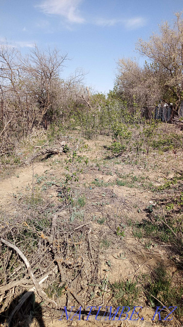 Дачный участок в Курилкино на берегу в аренду  - изображение 3