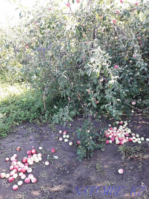 дача по 19 маршруту Рудный - изображение 1