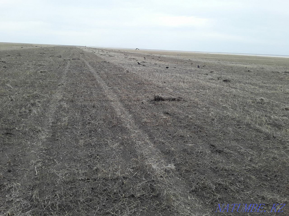 For rent Irrigated irrigated land Kostanay - photo 1