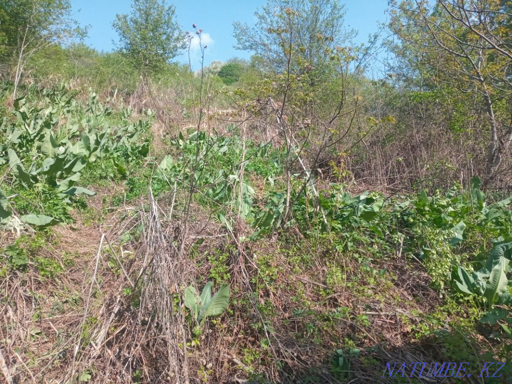 I will rent an empty plot of 6 acres, you can rest and plant a picnic Almaty - photo 13