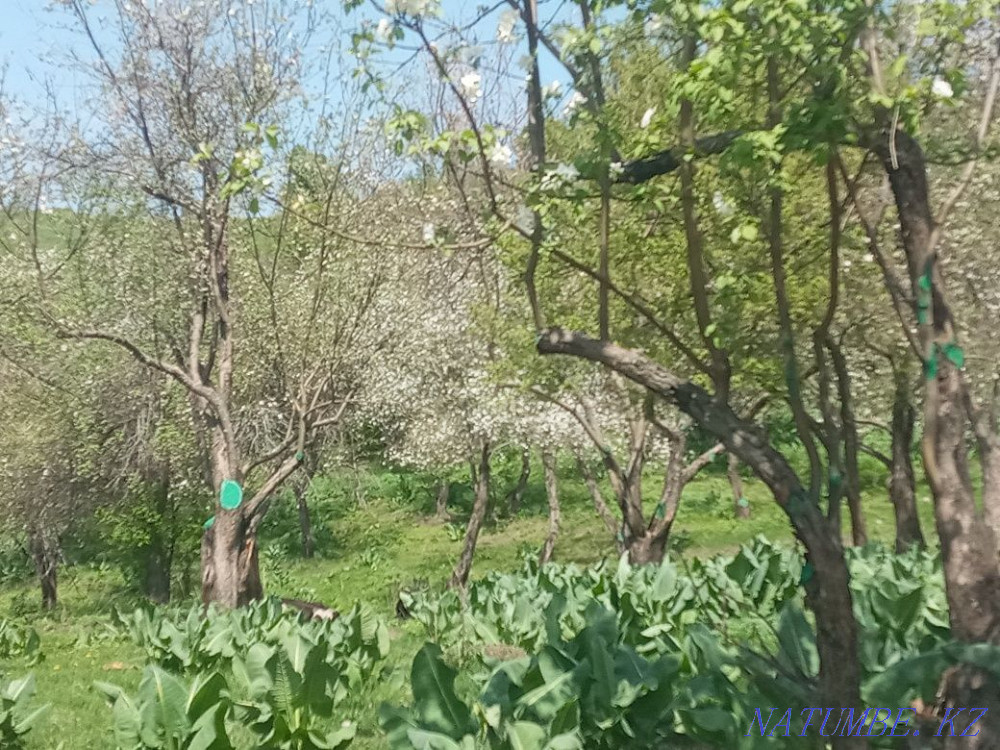 I will rent an empty plot of 6 acres, you can rest and plant a picnic Almaty - photo 3