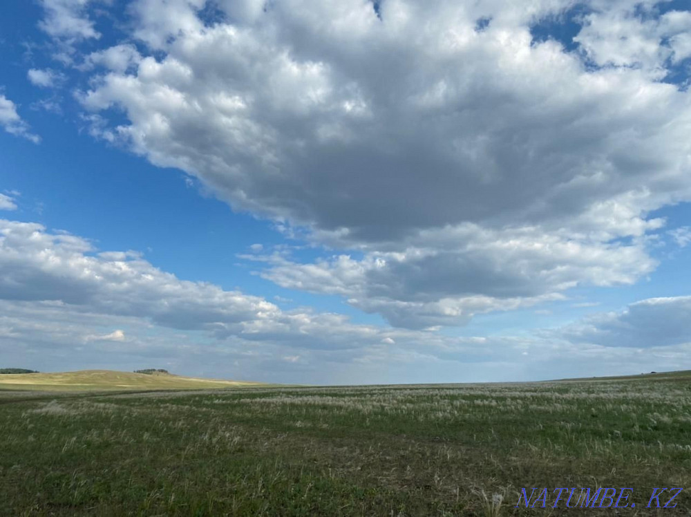 Отдам в аренду поле под пашней , 40 гектар.  - изображение 6