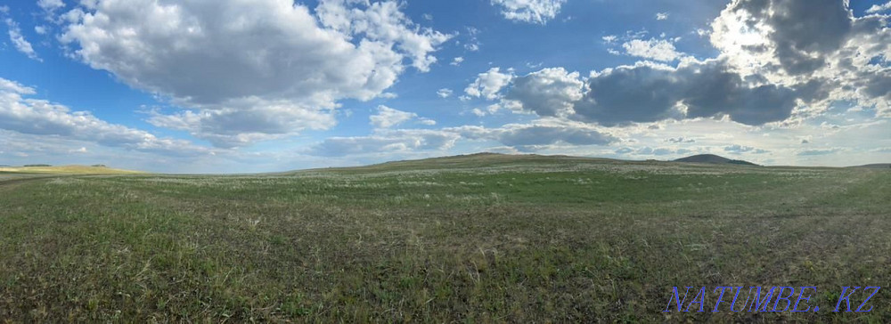 Отдам в аренду поле под пашней , 40 гектар.  - изображение 7