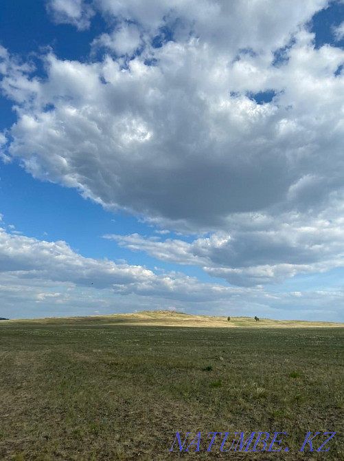 Отдам в аренду поле под пашней , 40 гектар.  - изображение 3