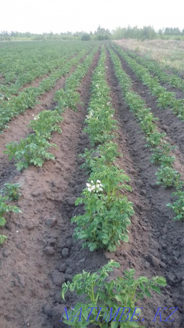 Rent 12 hectares Kostanay - photo 1