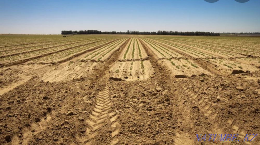Land lease 50 hectares - sowing. Astana - photo 1