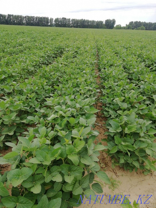 Suarmaly eginshilikke zher rent? alamyn ba?asy 80.000 hectare  - photo 2