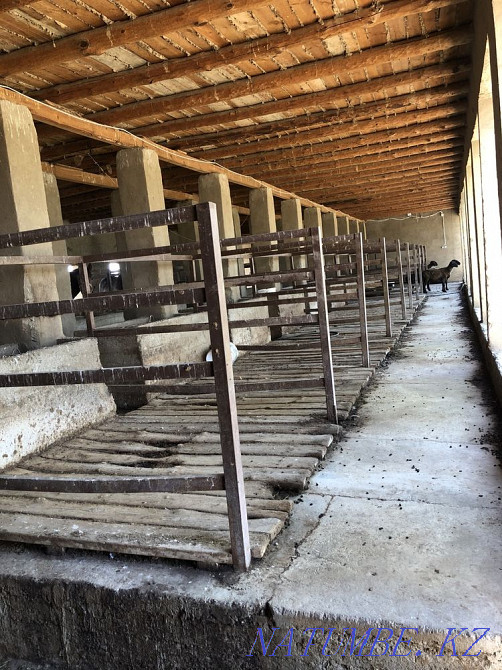 ?ORA, Dacha 100 cells? Zherimin zhal? and beriledi Shymkent - photo 4