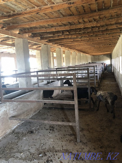 ?ORA, Dacha 100 cells? Zherimin zhal? and beriledi Shymkent - photo 6