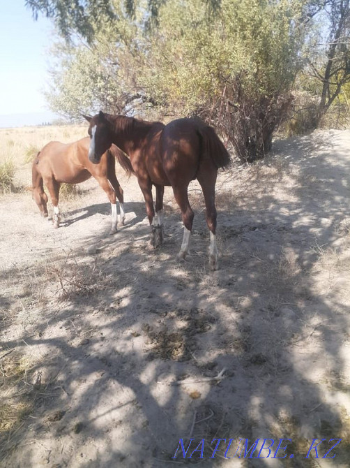 Hacienda rental on Shelekka  - photo 3