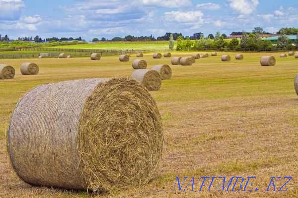 Rent hay 2000 ha Kostanay - photo 1