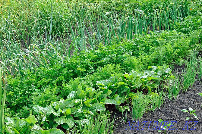 Irrigated Plot for vegetable growing, River nearby Kostanay - photo 1