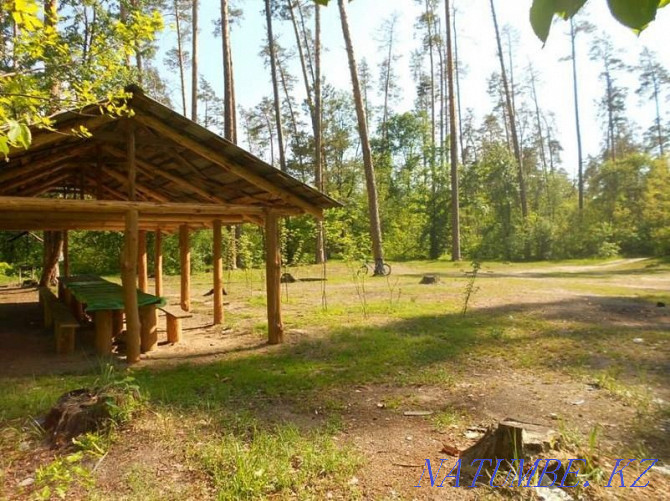 Rent a plot in the forest Kostanay - photo 7