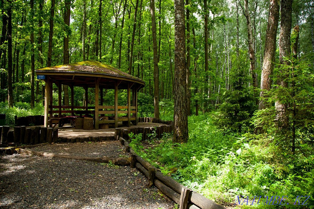 Сдам В аренду участок в лесном массиве Костанай - изображение 3