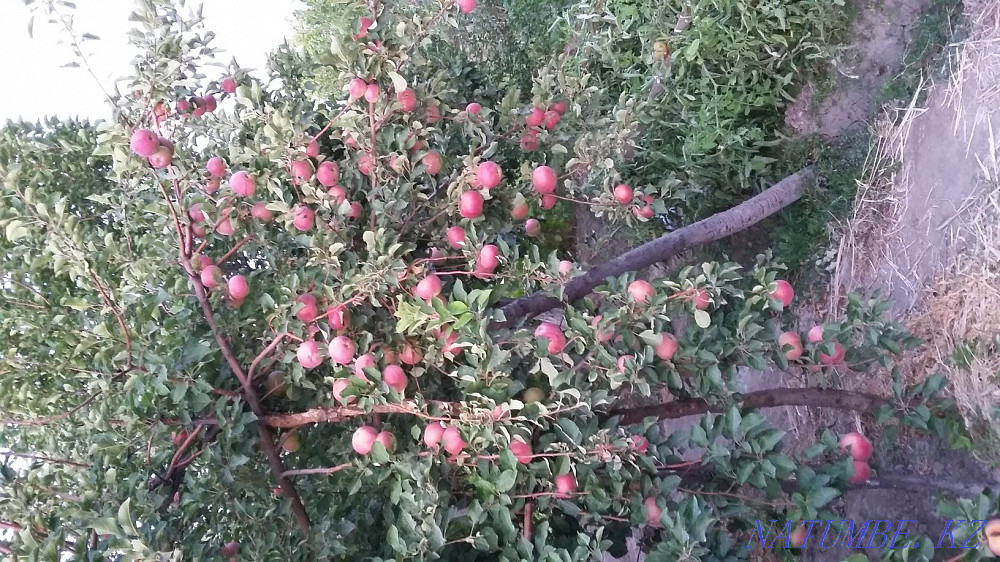 Country house with summer house Kyzylorda - photo 1