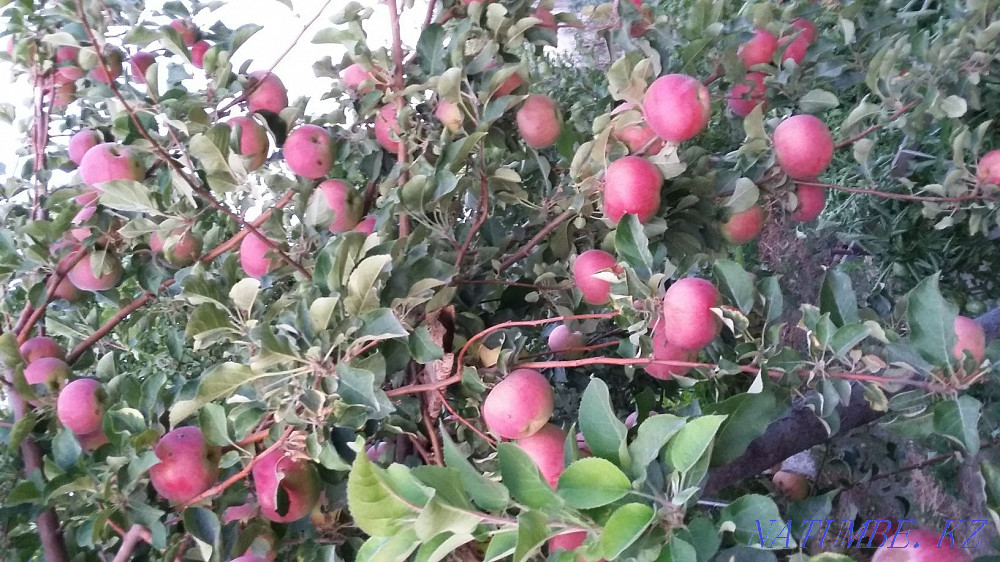 Country house with summer house Kyzylorda - photo 2