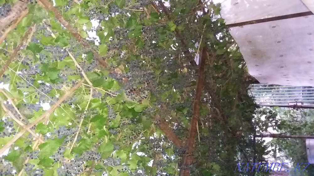 Country house with summer house Kyzylorda - photo 5