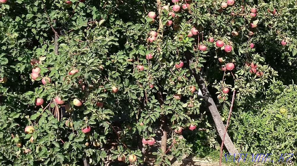 Country house with summer house Kyzylorda - photo 3