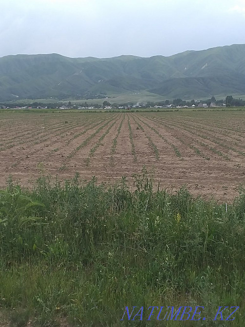 Zher, land, farm, sting, rent, 4.55ha  - photo 1