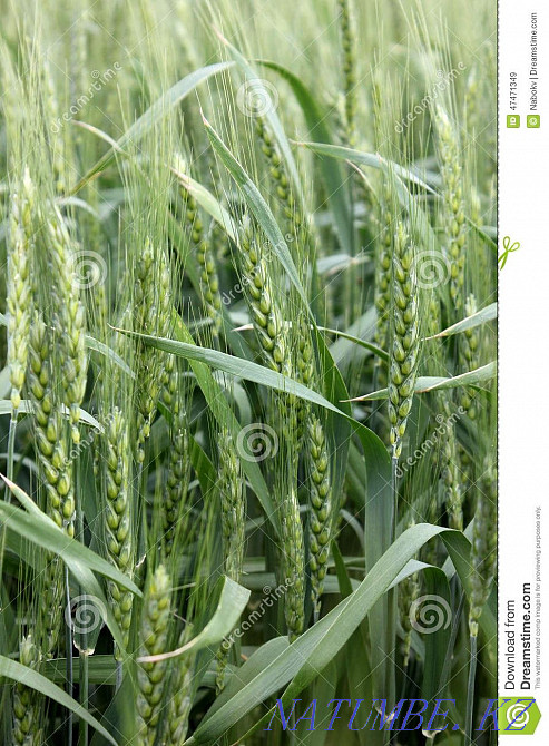 Земельный участок Костанай - изображение 1