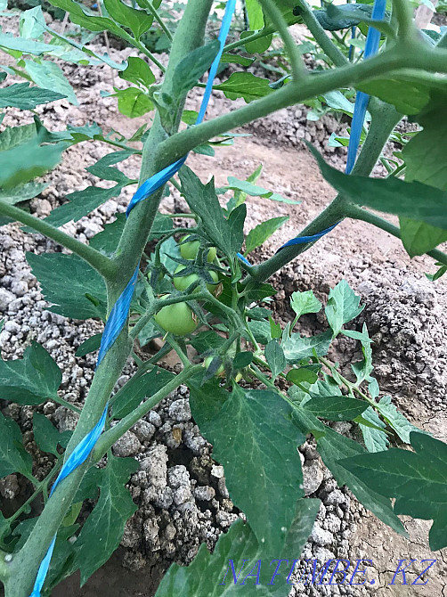 Сдам дачу в аренду  - изображение 1