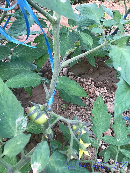 Сдам дачу в аренду  - изображение 2