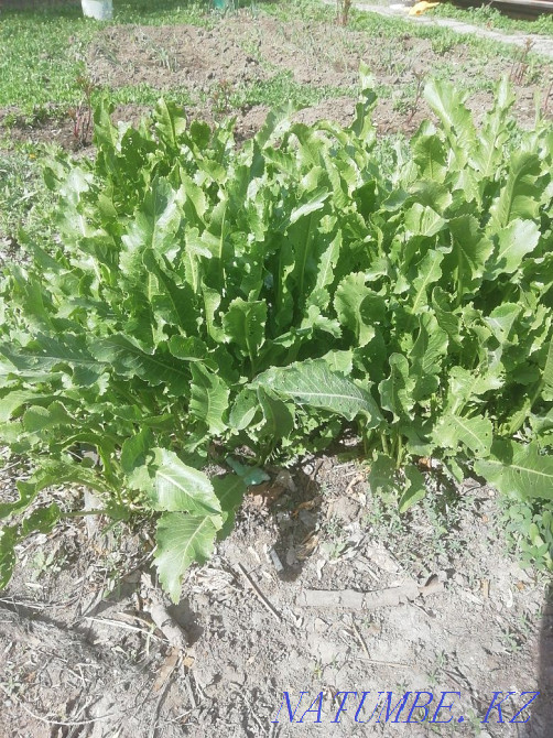 Продам 3 дачных участка Уральск - изображение 1