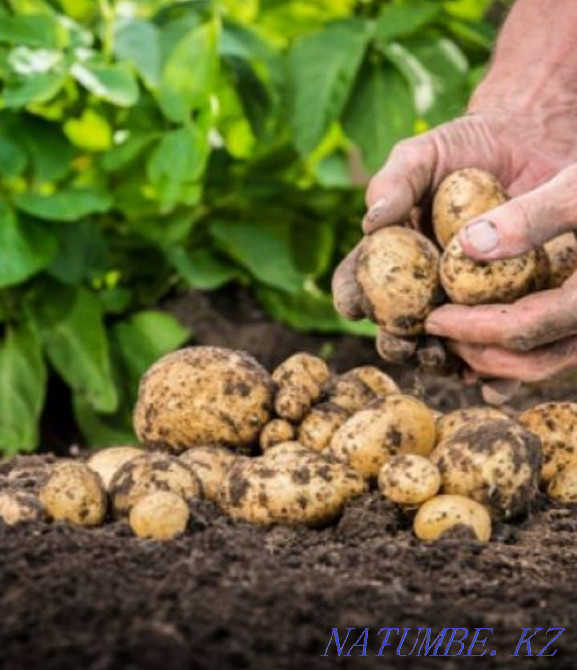 Rent fields Нуркен - photo 1