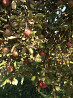 сдается в аренду яблоневый сад Almaty