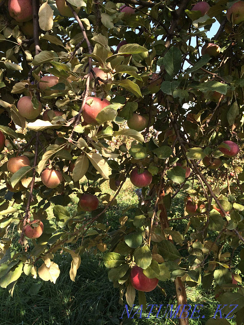 сдается в аренду яблоневый сад Алматы - изображение 1