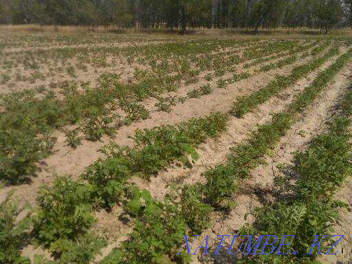 Lease land  - photo 1