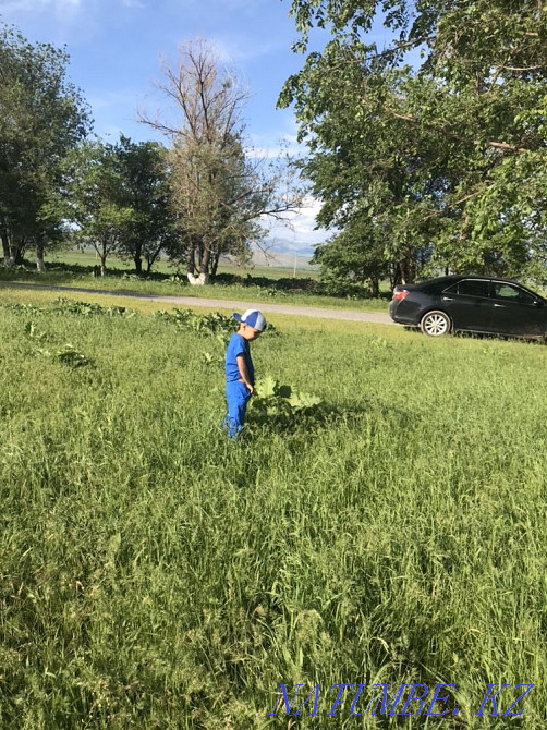 Сдам в аренду земельный участок по сельхоз назначения Каскелен - изображение 8