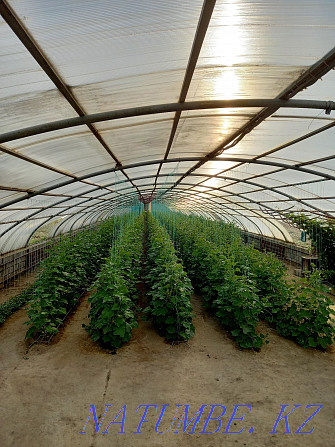 Operating greenhouse  - photo 3