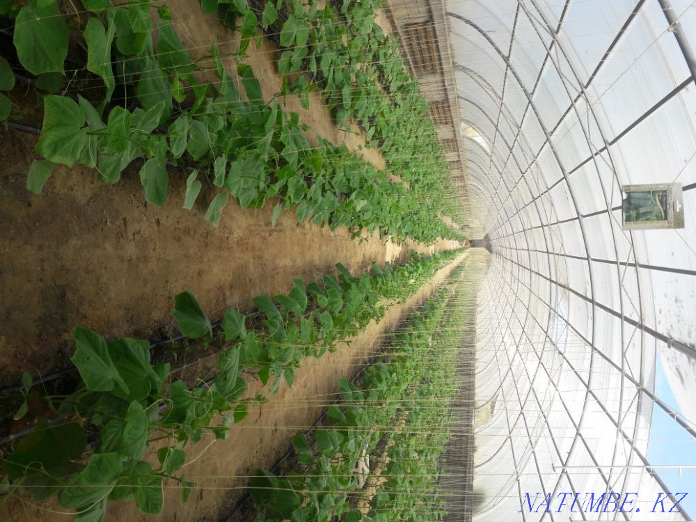 Действующая теплица  - изображение 1