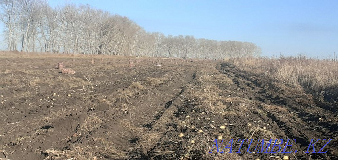 Здам зямлю ў арэнду пад агародніцтва Астана - photo 2