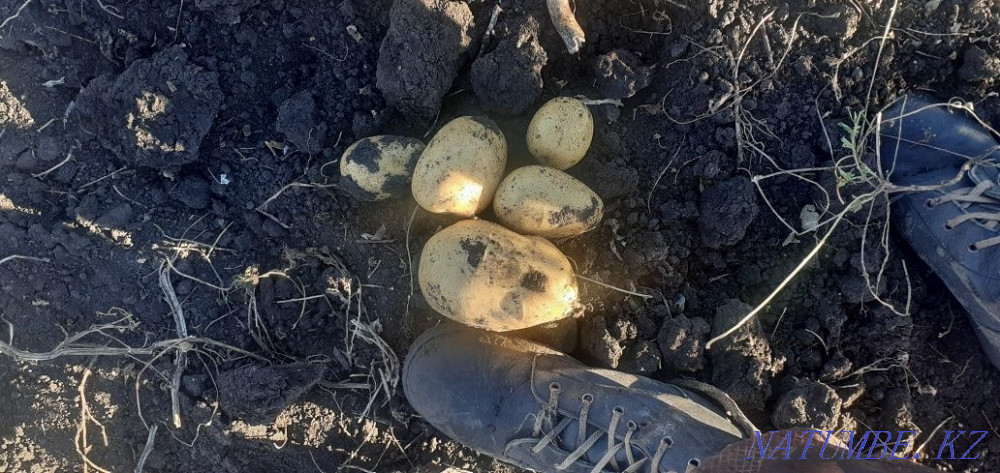 Land for rent for vegetable growing Astana - photo 3