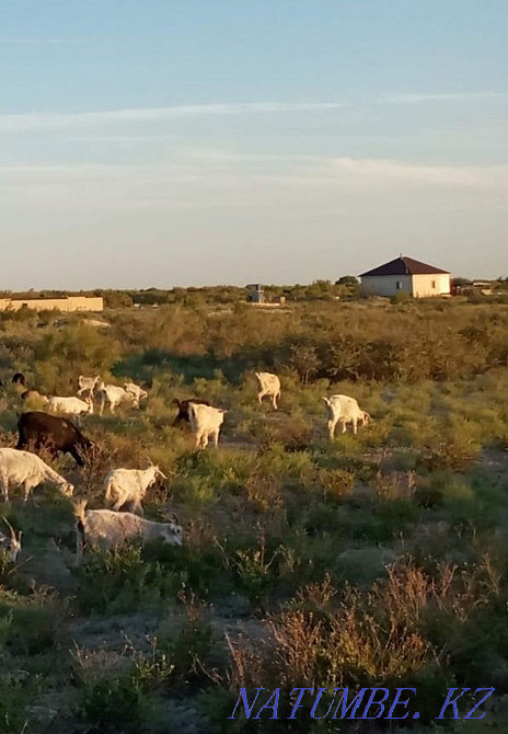 Zhal?a / Hacienda / Rent  - photo 1